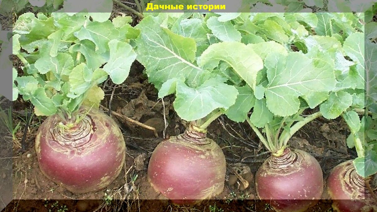 https://vk.com/photo-159774511_456241695