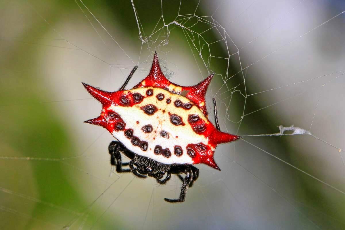 Gasteracantha cancriformis
