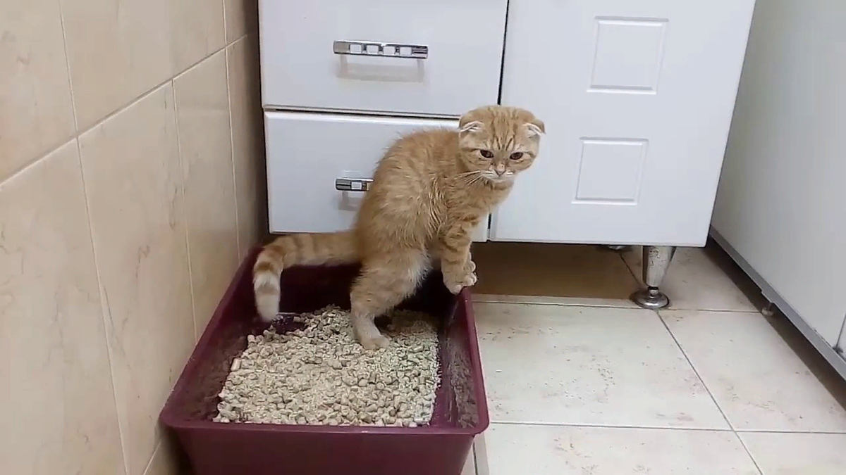 Чтоб кошка пришла. Лоток для кошек. Нагадил в кошачий лоток. Кошачий туалет. Посрал в кошачий лоток.