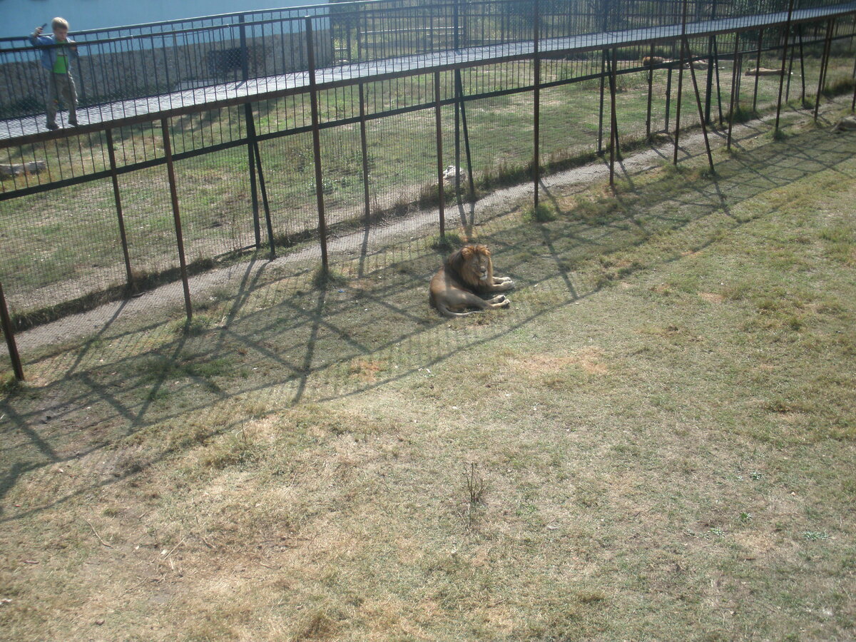 авторское фото лев в парке"Тайган"