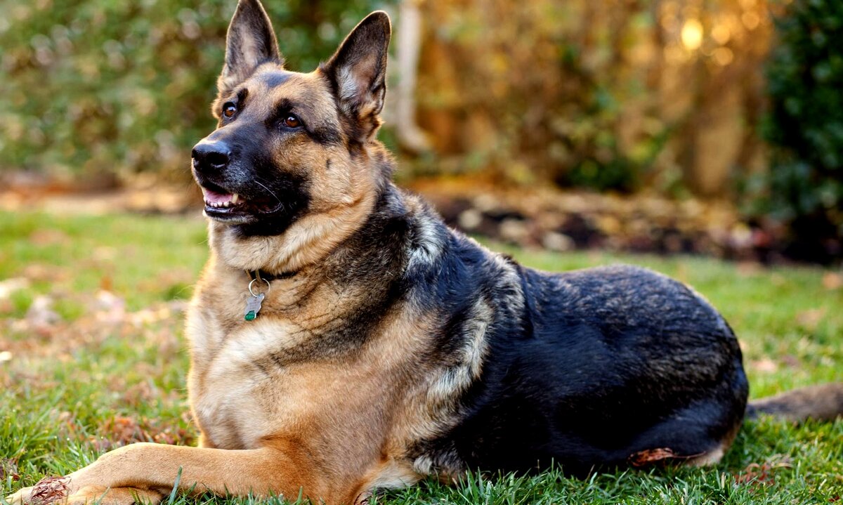 Собака породы овчарка