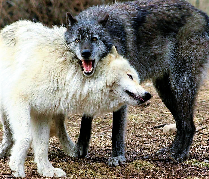 Какие волки крупнее. Таёжный волк. Волки моногамны.