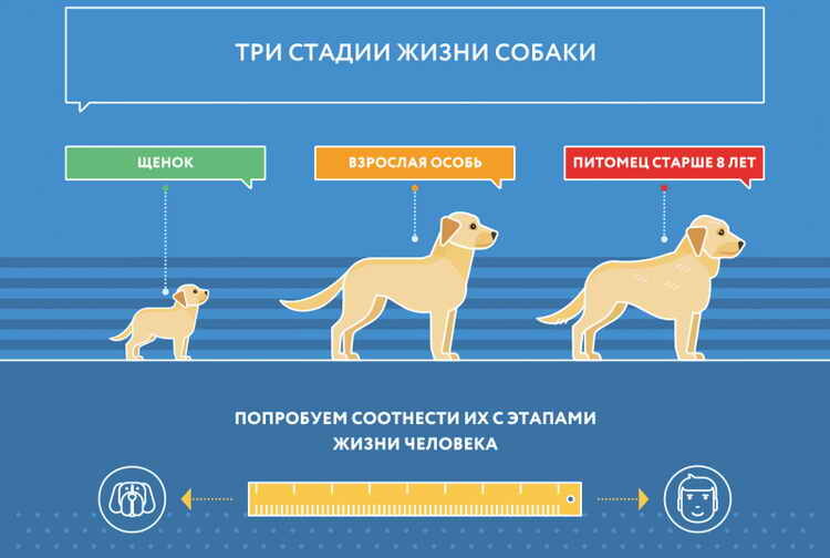 Скорость старения собаки зависит от многих индивидуальных факторов, но главным из них является вес.