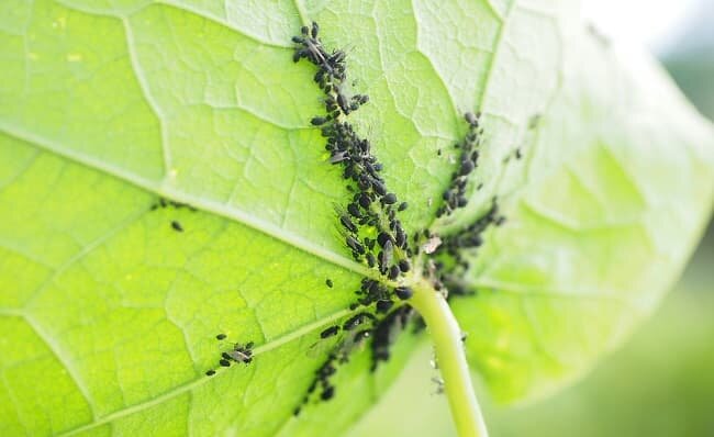 Фото: https://cdn.stoppestinfo.com/images/news/2018/03/aphid-glav-min.jpg