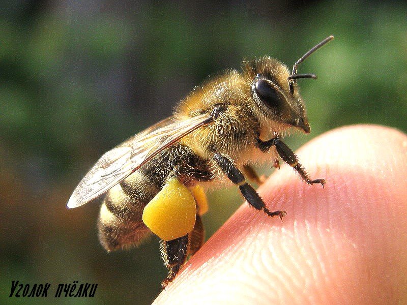 Чем могут болеть пчелы?
