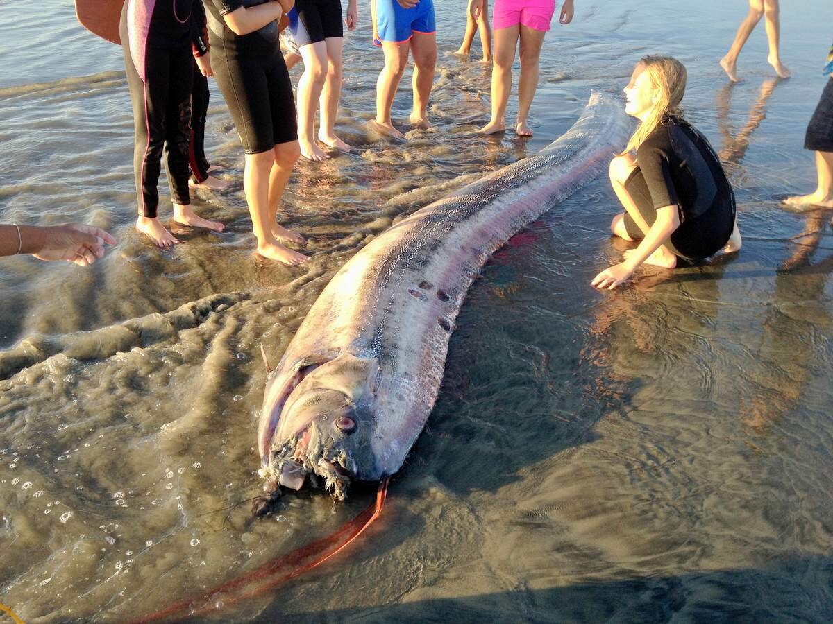 чудовища в черном море