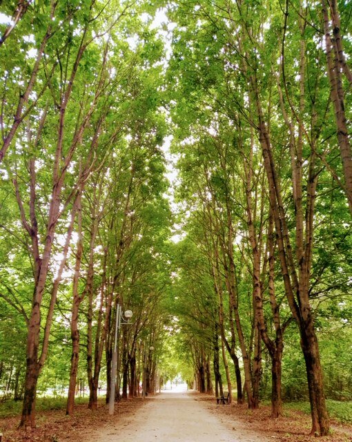 Тропаревский лесопарк фото