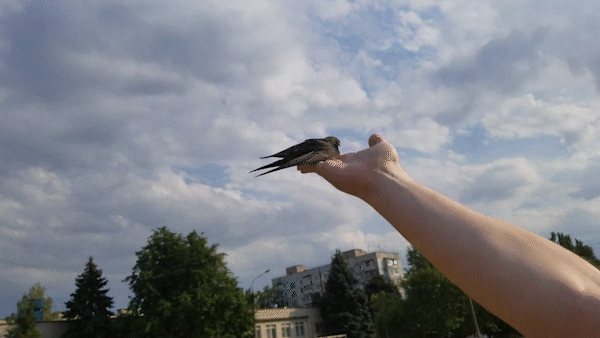 Стриж улетает не сразу, нужно подождать, можно так же немного покачать рукой. Слегка нарушив равновесие птицы на руке.