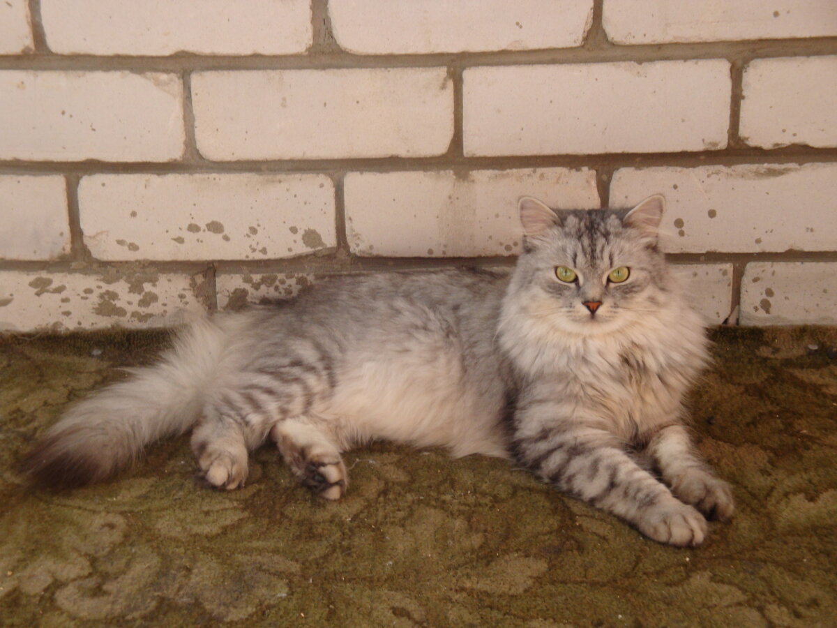 Действуй! - сказал кот.