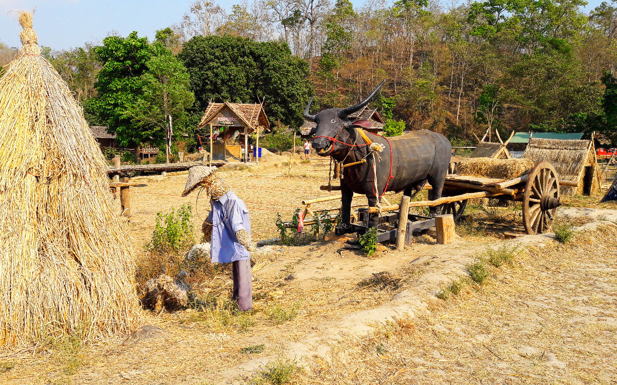 Рисовые поля, но к нашему приезду рис убрали и на его месте поставили пластмассового быка;)