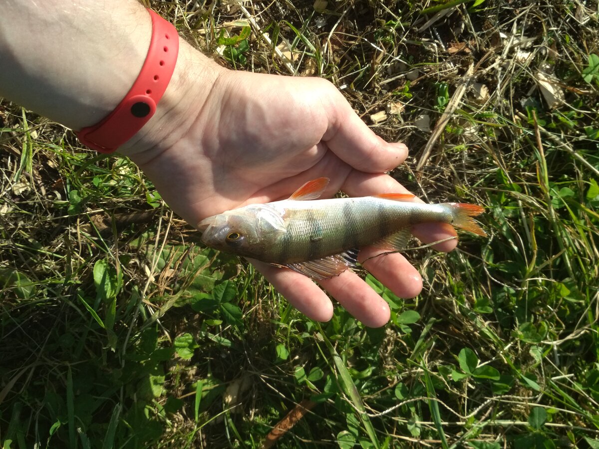 Там же окунек на аращалку номер 2, был отпущен 