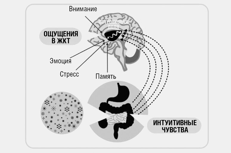 © Как головной мозг из ощущений в ЖКТ формирует внутренние чувства