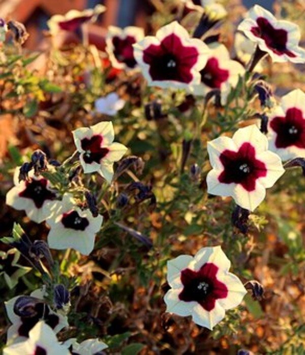 https://cdn.pixabay.com/photo/2016/08/09/12/14/petunia-1580459__340.jpg