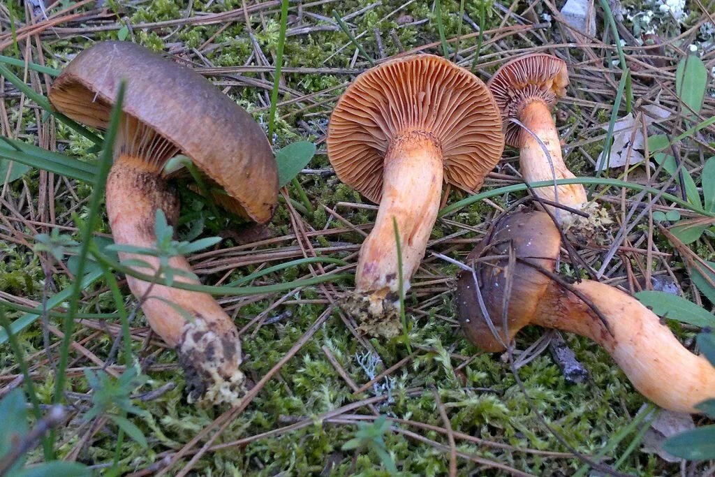 Фото из интернета