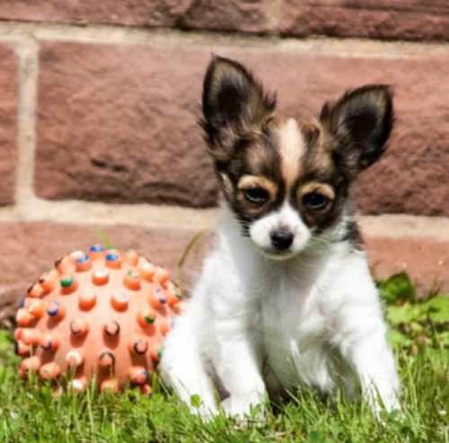 Лабрадор ретривер