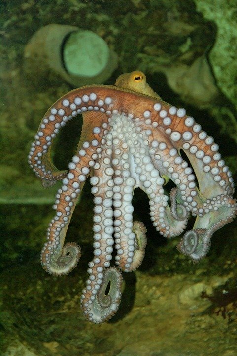 https://cdn.pixabay.com/photo/2015/11/06/09/43/octopus-1025738_960_720.jpg