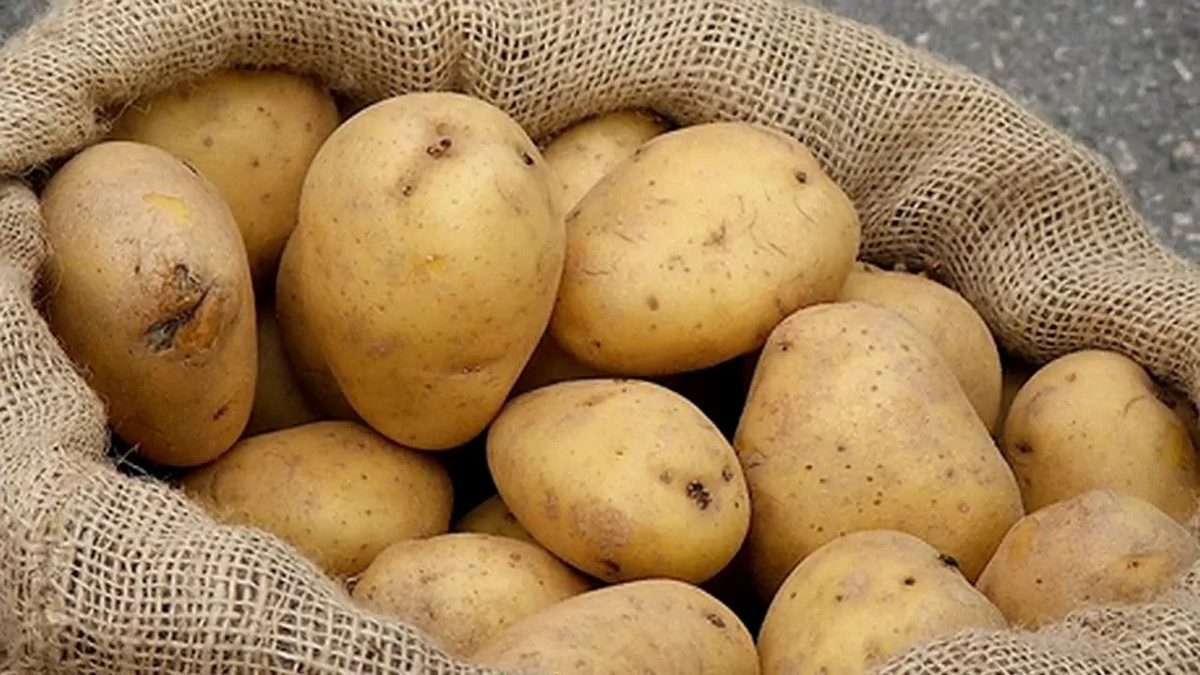 Много картошки. Хранение картофеля. Заготовка картошки. Хранилище картофеля. Заготовка картошки.