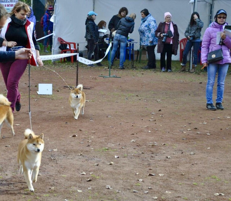 Лёгкой шибьей походкой...