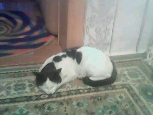 Нравилось Оси на коврике лежать.