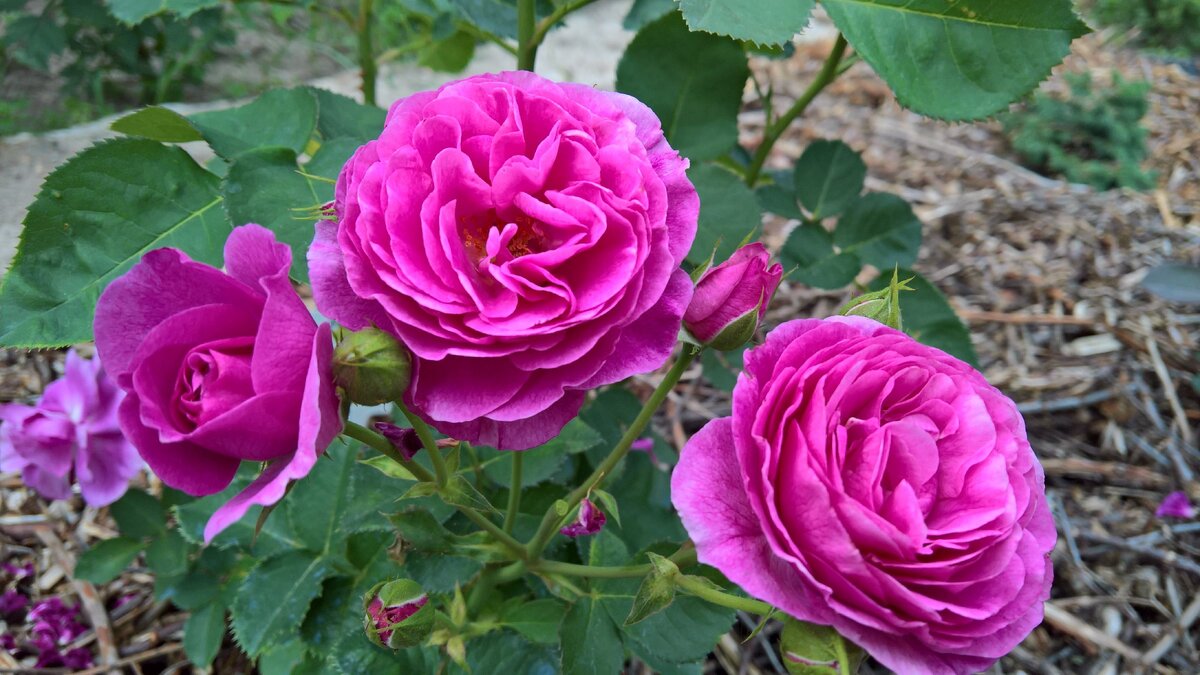 Маховая форма цветка