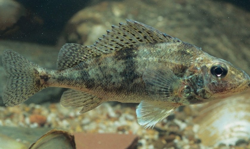 колючий злодей