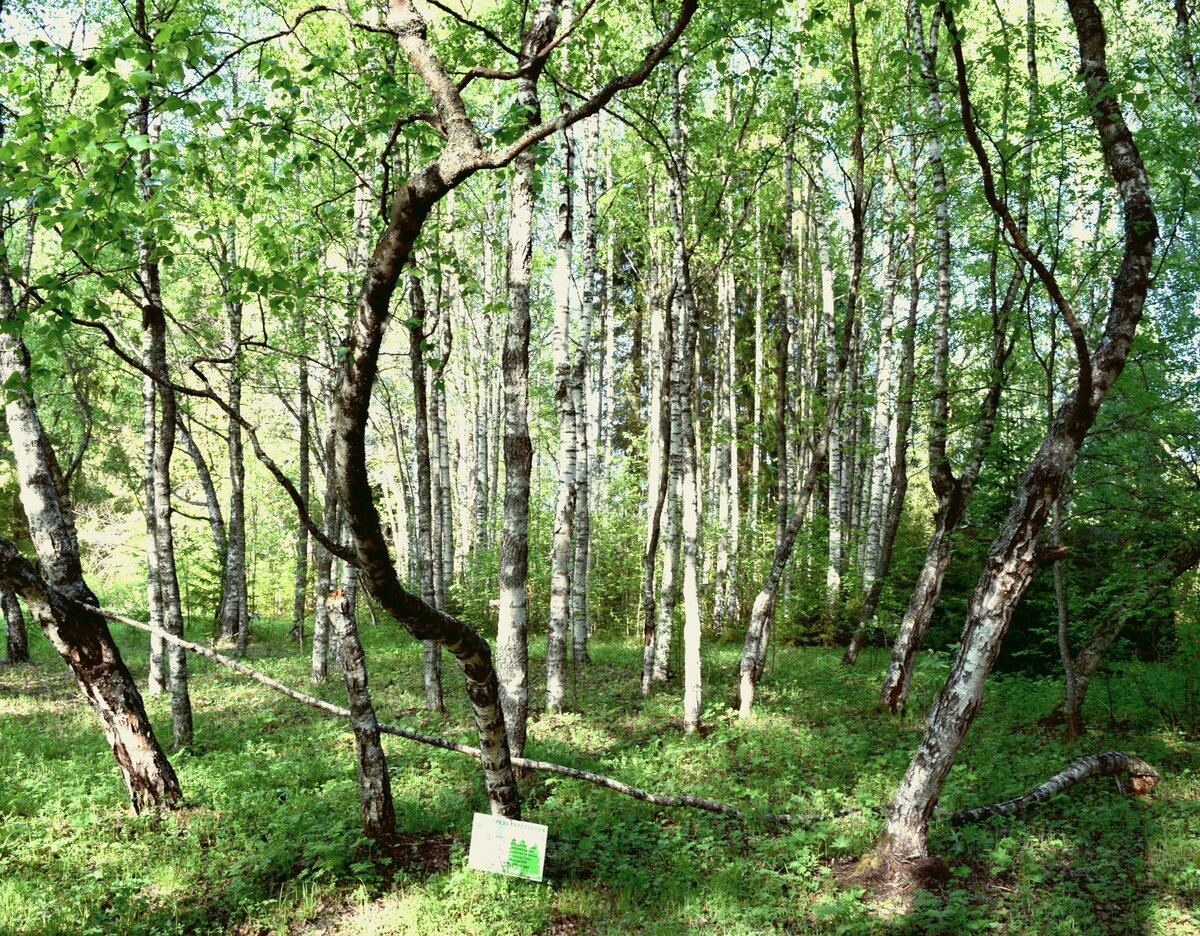 Каждое дерево карельской березы охраняется.
