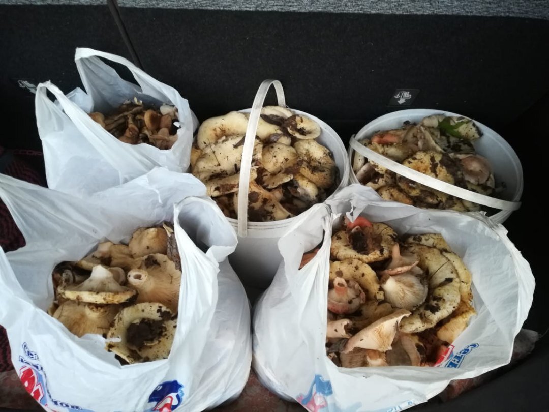 Описание груздя.                                         Шляпка в диаметре 5—20 см, сначала плоско-выпуклая, затем воронковидная с завёрнутым внутрь опущенным краем, плотная. Кожица слизистая, мокрая, молочно-белого или слегка желтоватого цвета с неясными водянистыми концентрическими зонами, часто — с прилипшими частичками почвы и опада. Ножка 3—7 см в высоту, в диаметре 2—5 см, цилиндрическая, гладкая, белого или желтоватого цвета, иногда с жёлтыми пятнами или ямками, полая. Мякоть плотная, крепкая, белая, с очень характерным запахом, напоминающим запах фруктов. Млечный сок белый, на вкус едкий, на воздухе становится серо-жёлтым. Пластинки довольно частые, широкие, слабо нисходящие по ножке, белые с желтоватым оттенком. Споровый порошок желтоватого цвета.          Вкусовые качества.                                     России же считается съедобным грибом первой категории пищевой ценности. После удаления горечи идёт на засолку, солёные грибы приобретают голубоватый оттенок, сочны, обладают особым ароматом. 