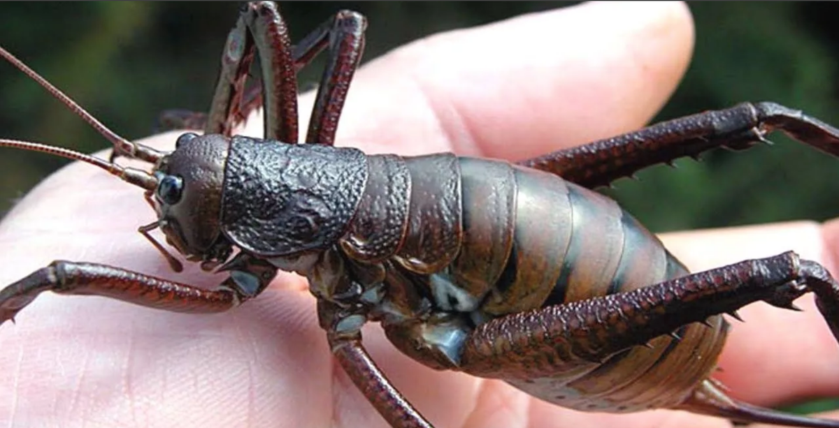 (взято с сервиса Яндекс Картинки)