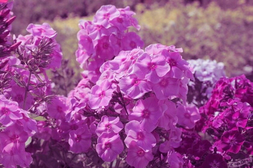 Флоксы - пышные и ароматные