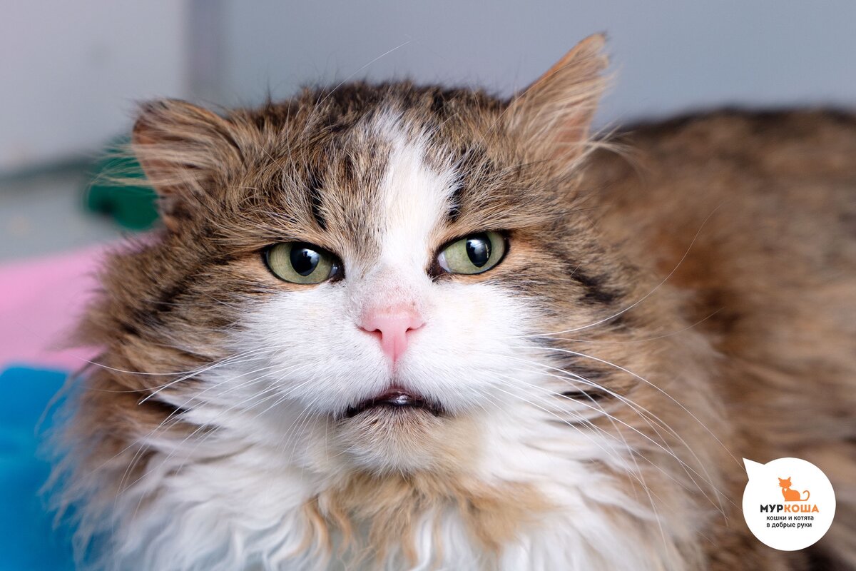 Ш кот