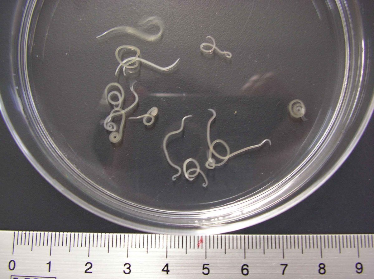 самки достигают 60-65 мм в длину, а самцы – на 10 мм меньше