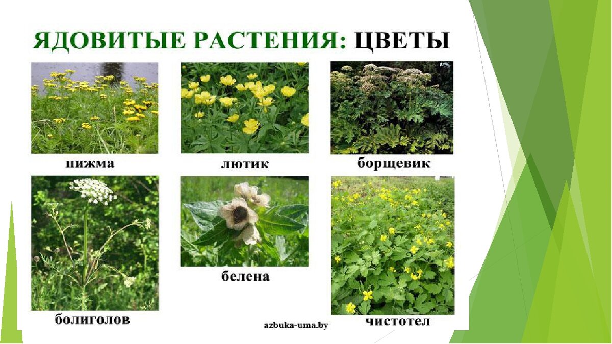 Лекарственные травы татарстана с картинками и названиями