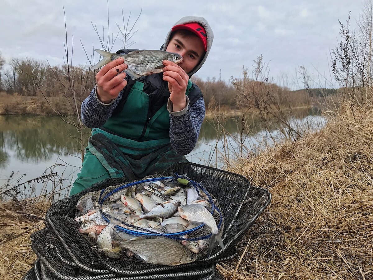 Белоглазка, густера, плотва