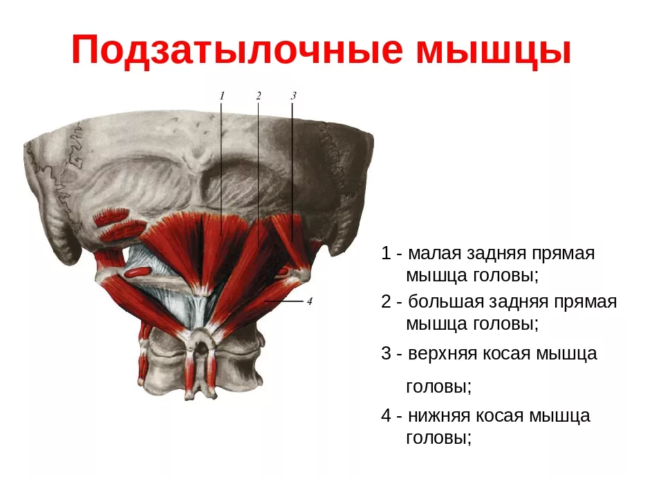 Подзатылочные мышцы головы анатомия