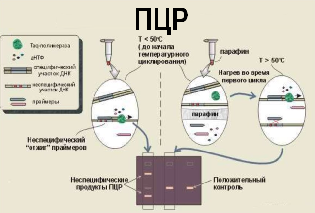 Два варианта ПЦР (с нагревом и без)