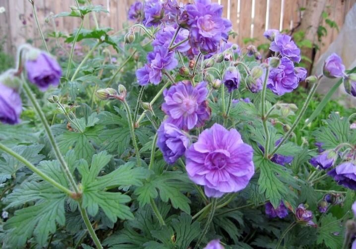 Герань гималайская (Geranium himalayense) "Plenum"