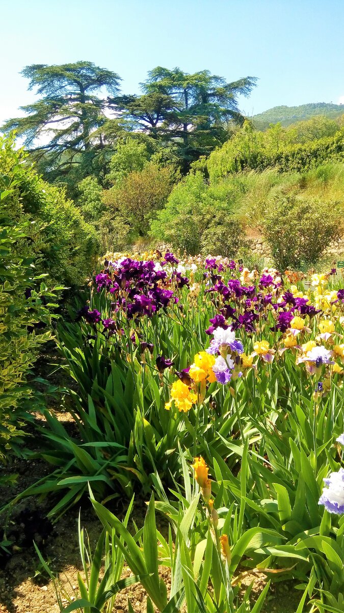 Уголок сада с ирисами