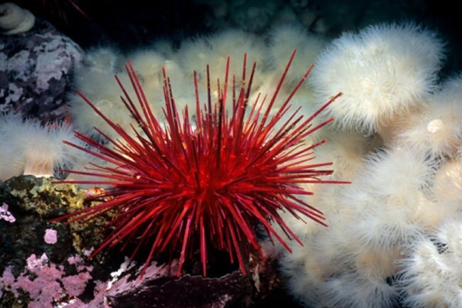 Да, именно многоногие. 