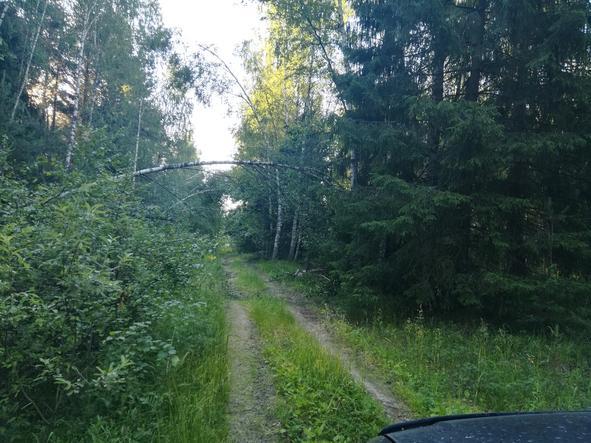 деревья нагнулись,  много повалило