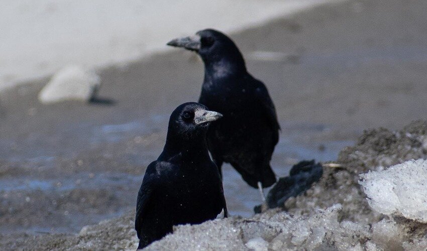 Грачи. Фото: Кристина Тарасенко