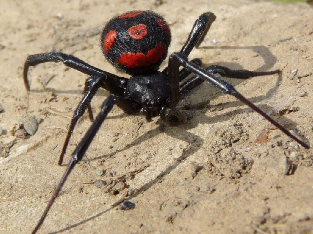 Каракурт (лат. Latrodectus tredecimguttatus)