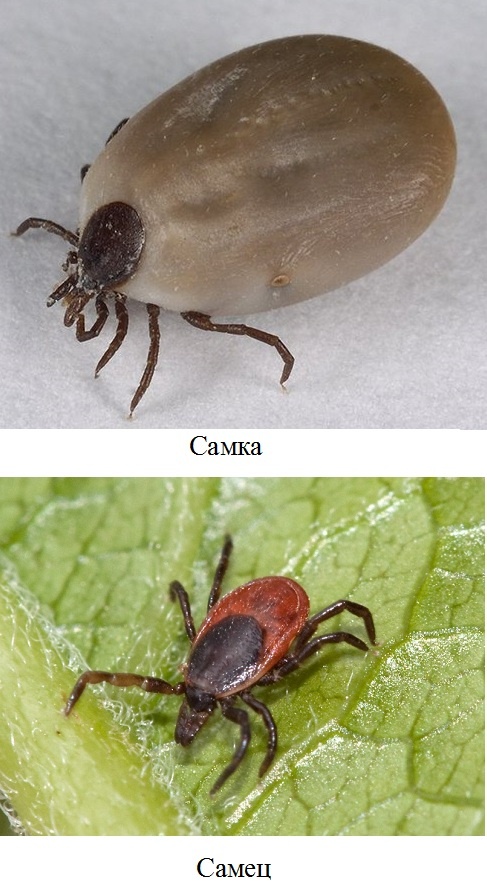 Самка и самец клеща