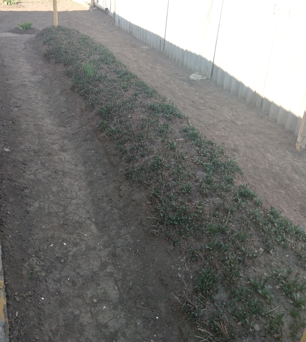                          Цветочная клумба. Вокруг ни единой травинки