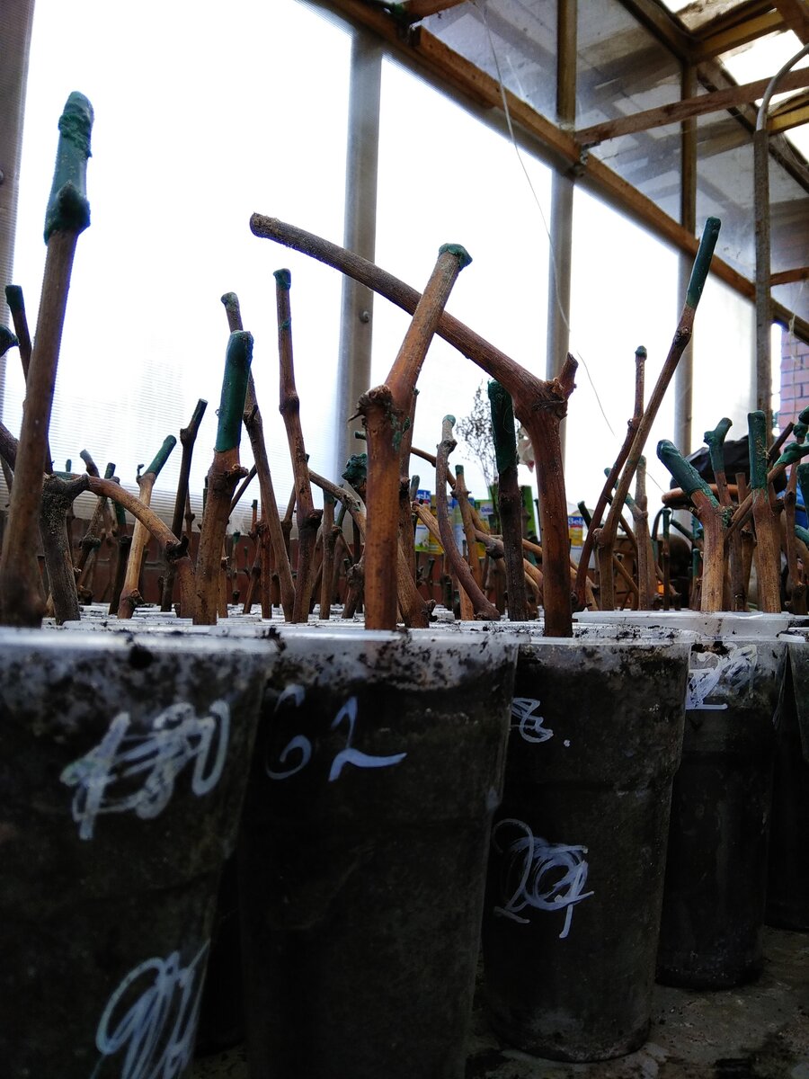 При бережном отношении, стаканчики становятся многоразовыми