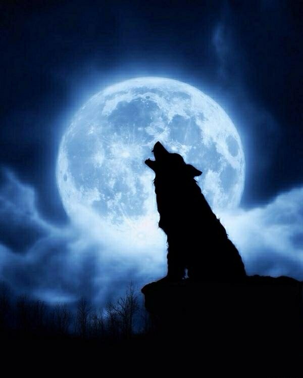 - Ты знаешь, почему луна так одинока?
- Не знаю...
- Потому что ее любимый на земле... 