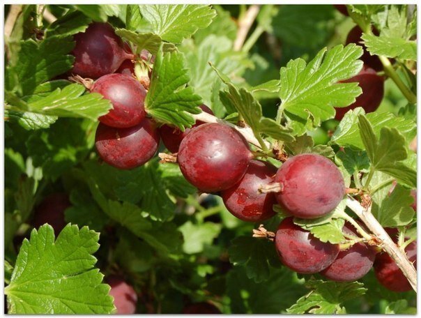 Такие советы ты не найдешь книжке!