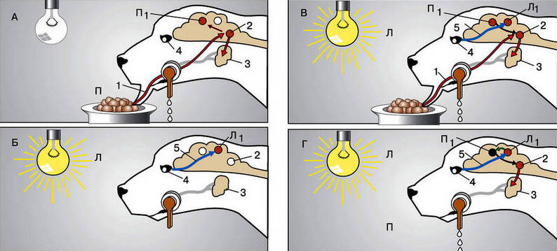Условия выработки условных рефлексов у животных