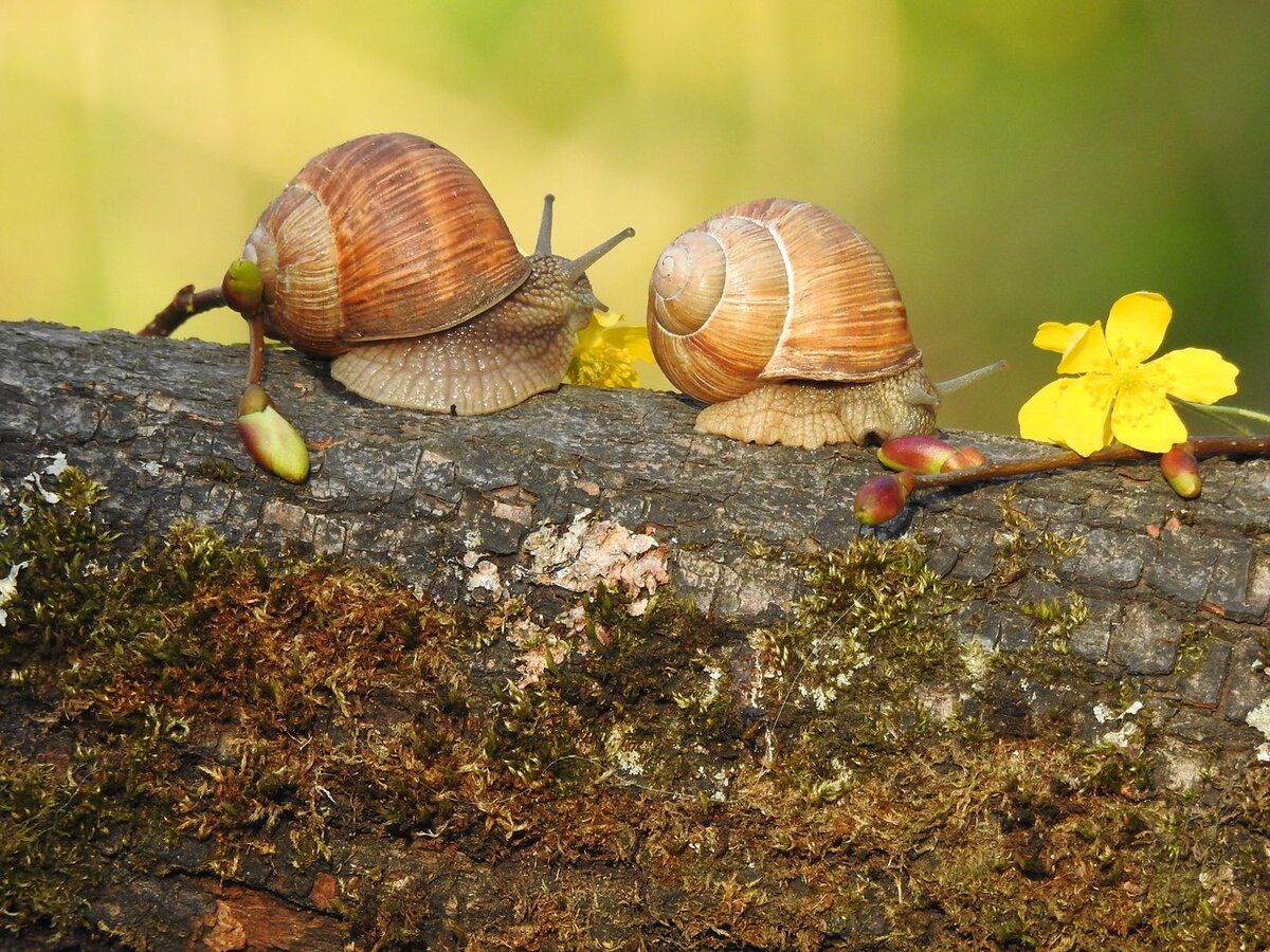 Фото: Мосприрода.