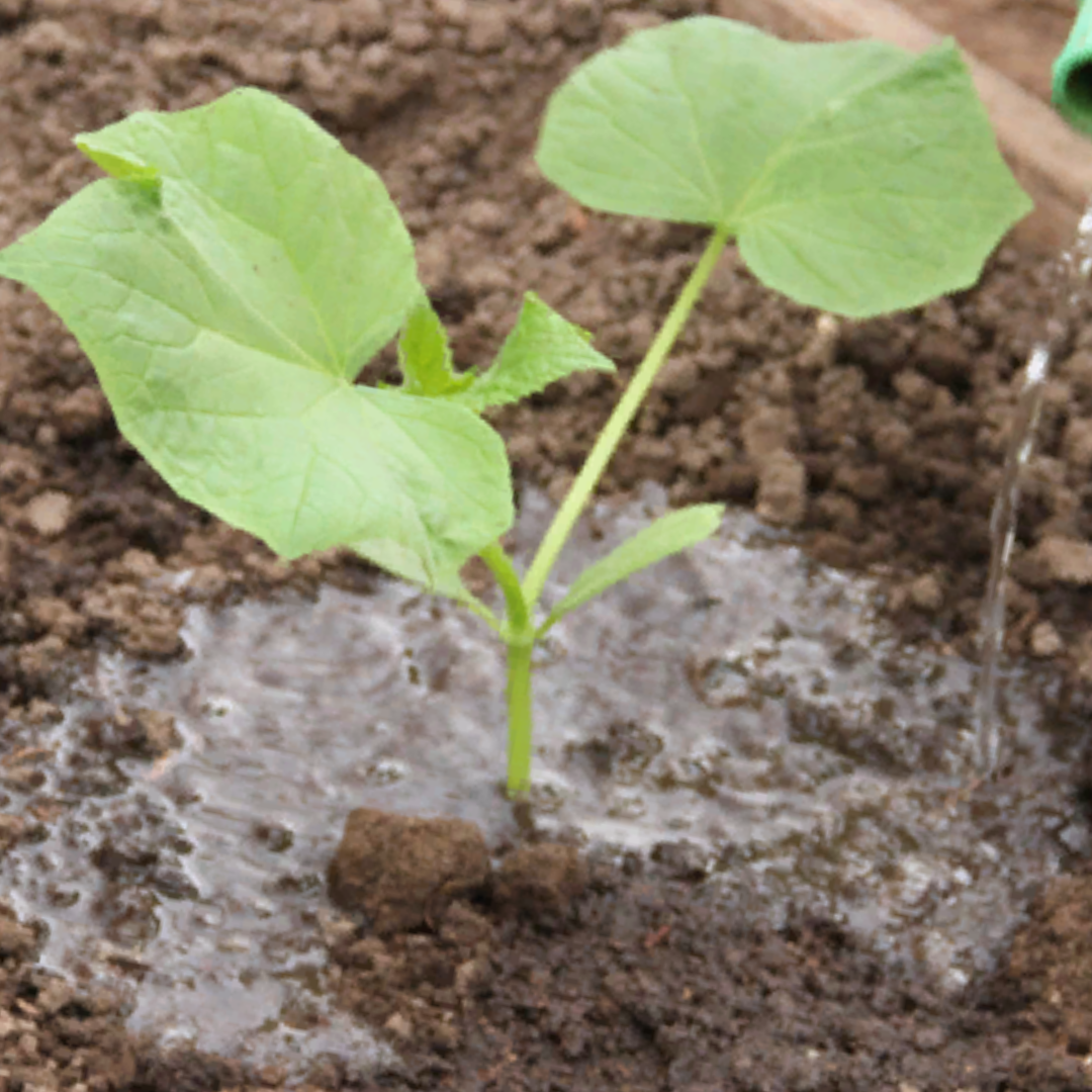 Саженец огурца готов к пересадке в грунт