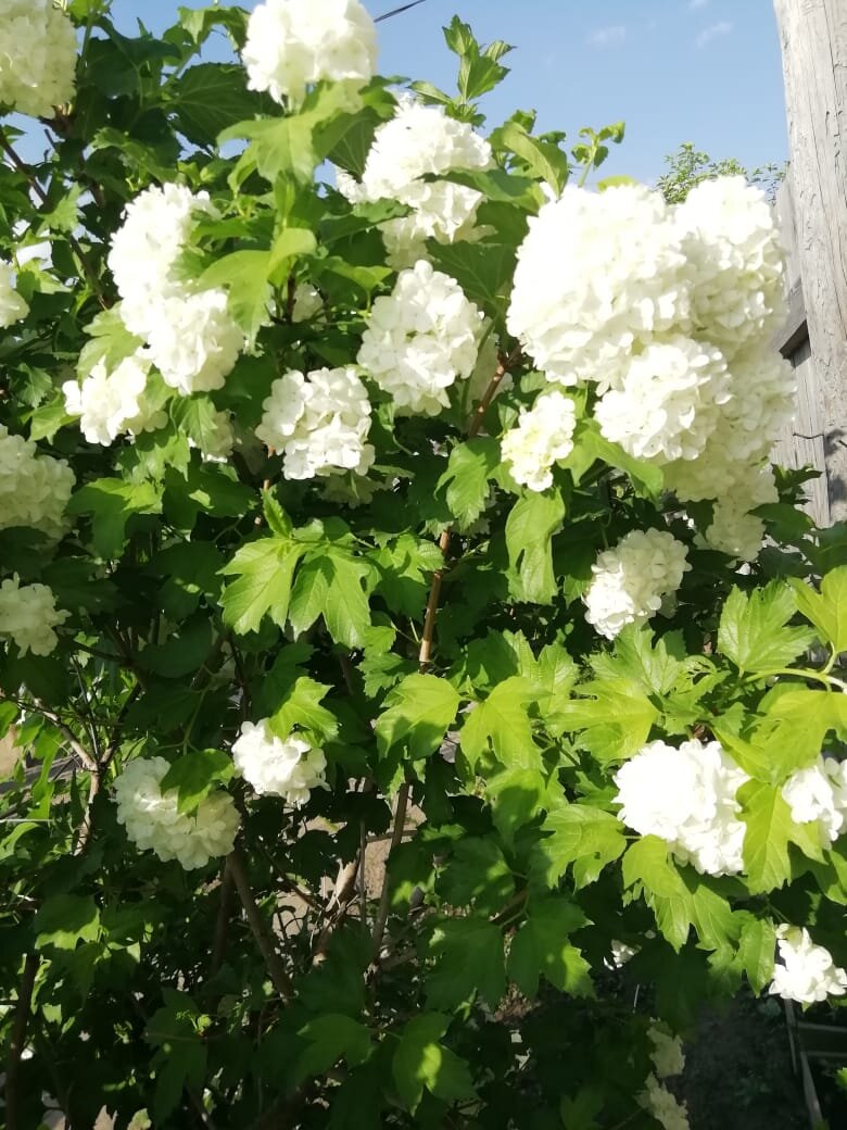  Весна 2020. Фото из альбома автора.